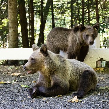 Baby-Bären aus verwahrlostem Privat-Zoo gerettet