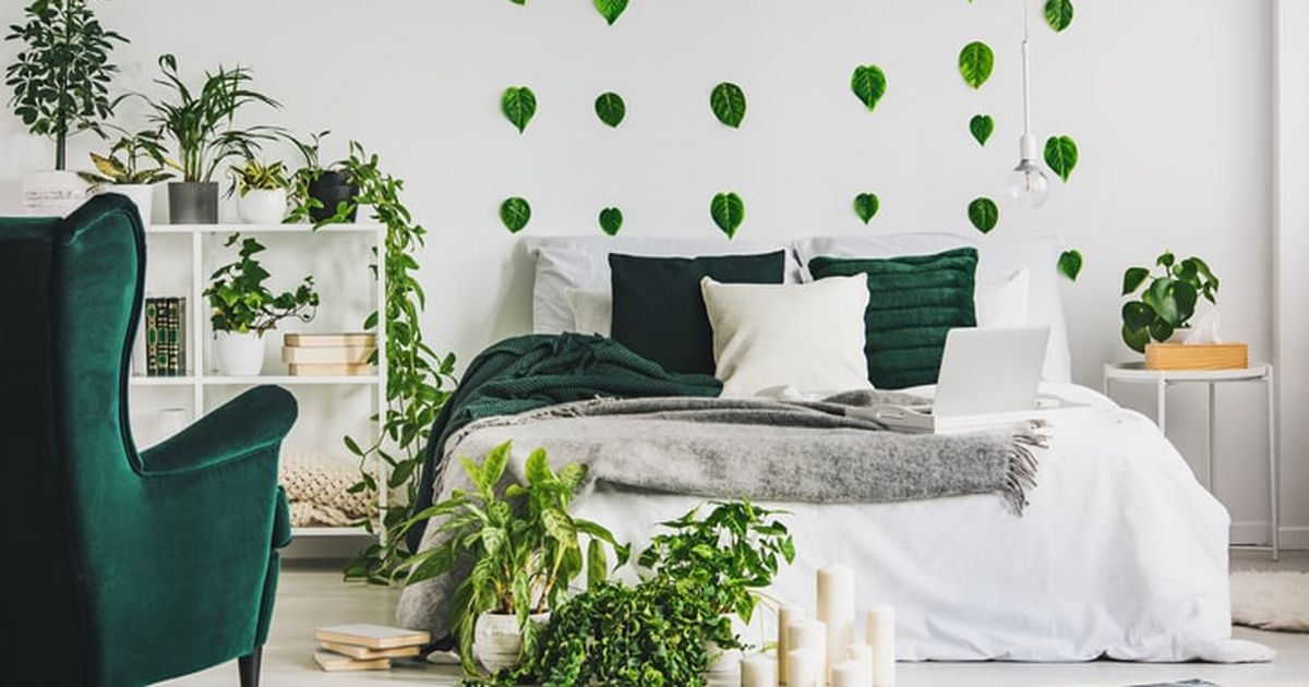 Für Wohn-, Schlaf- oder Badezimmer: Die perfekten Pflanzen für jeden Raum