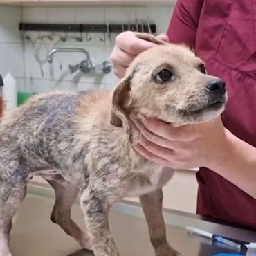 Frau rettet verwahrlosten Straßenhund – nun ist er nicht wieder zu erkennen