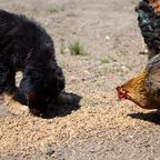 Huhn adoptiert Welpen, nachdem Hundemama sie verstoßen hat