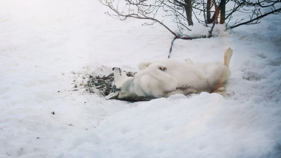 Mackenzie wartet das ganze Jahr: Sobald es schneit, zeigt blinder Hund Freude