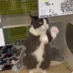 Herzzerreißende Aufnahmen: Tierheimkatze winkt Passanten zu – und findet ein liebevolles Zuhause