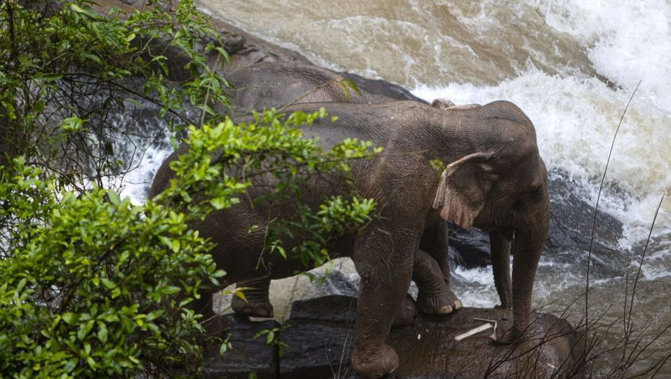 Elefant am Wasserfall