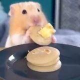 Anton kocht täglich für seine Hamster - "Pancakes mögen sie besonders"