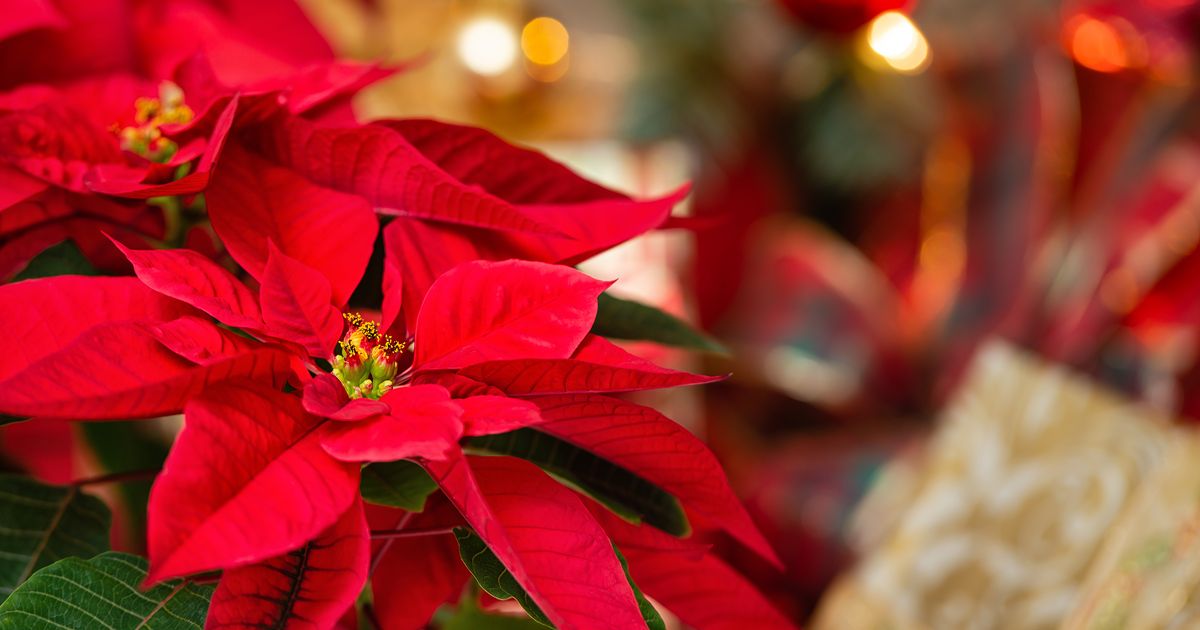 Strahlend rot: Einfache Tipps lassen den Weihnachtsstern lange blühen