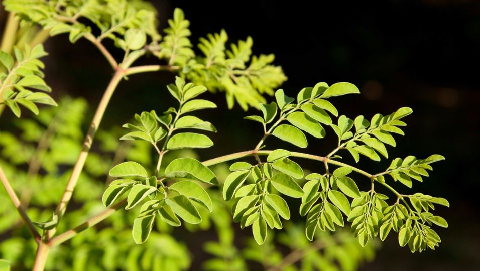 Moringa: Wunderbaum ist gesund und schmeckt | BUNTE.de