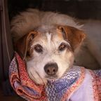 Einzigartige Tradition: Hunde bekommen erste Decke und wollen nur noch kuscheln