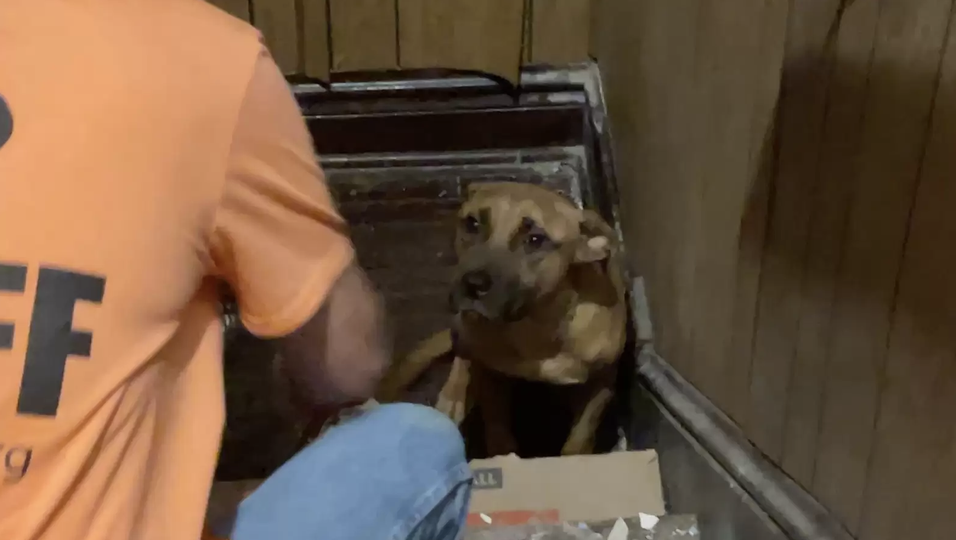 Herzzerreißende Aufnahmen - Hund wartet wochenlang auf seine Familie – doch die hat ihn alleine zurückgelassen