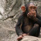 Affen-Junges bewirft Zoobesucher mit Steinen - seine Mutter ist sofort zur Stelle