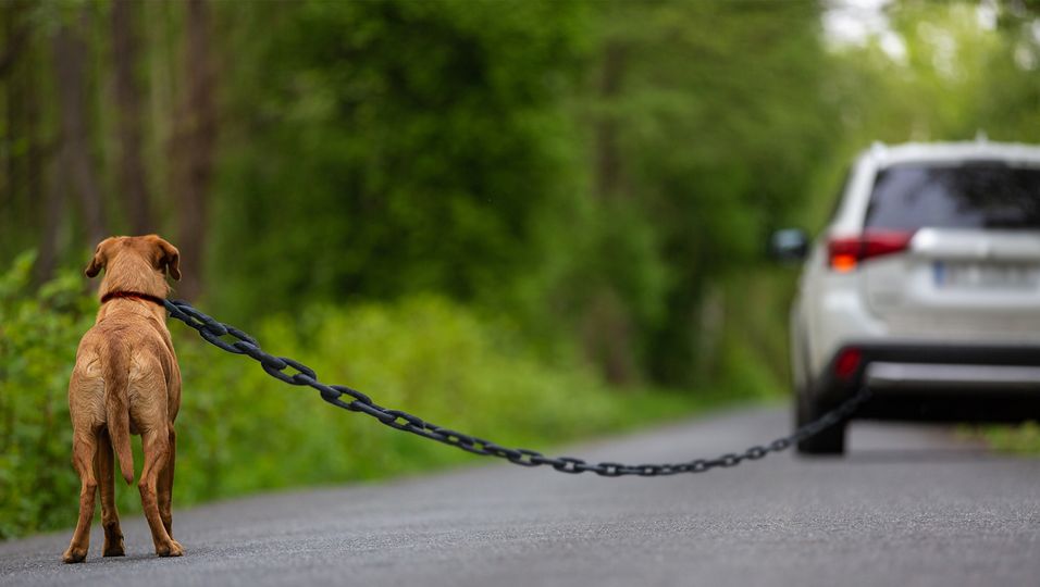 Grausame Tat: An fahrendes Auto gekettet: Schwangere Hündin in letzter Sekunde gerettet