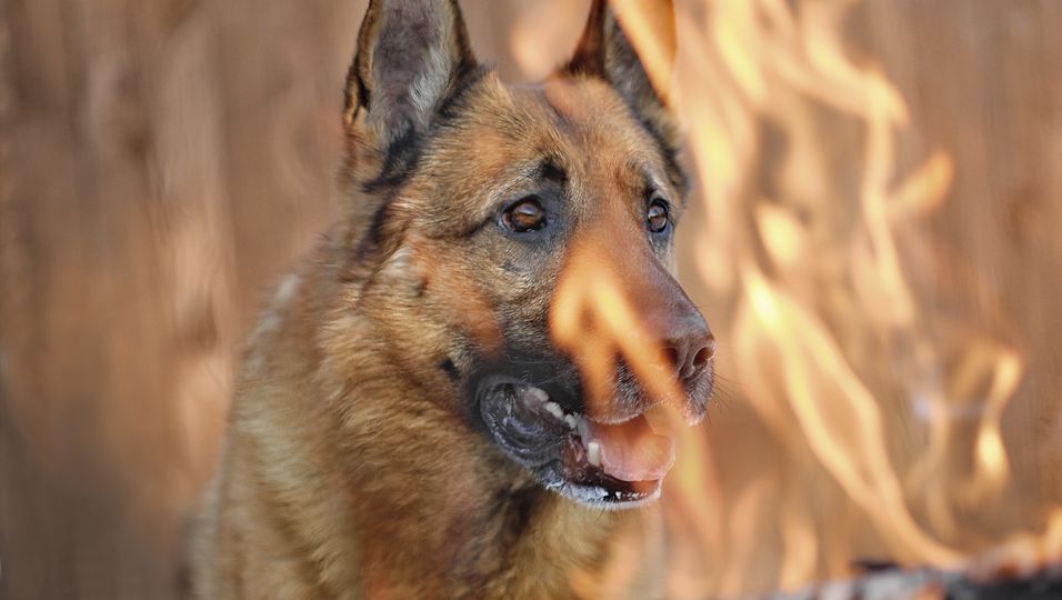 Ewiger Held: Er rettete noch seine Familie: Hund stirbt in Feuerhölle