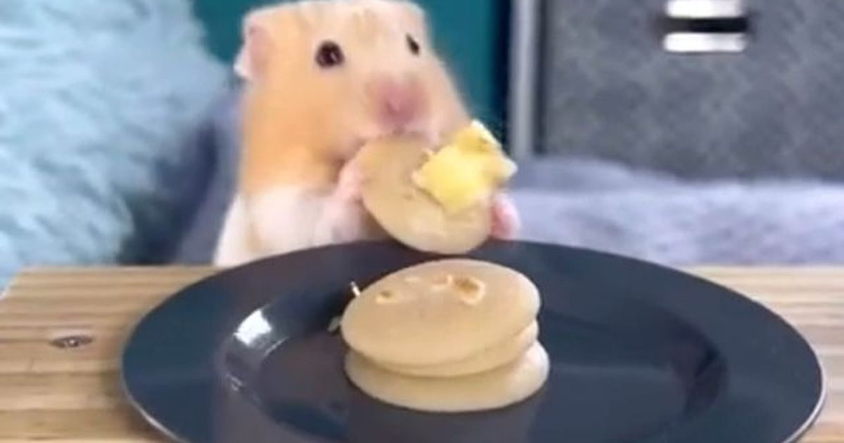 22Jähriger kocht täglich für seine Hamster "Pancakes mögen sie