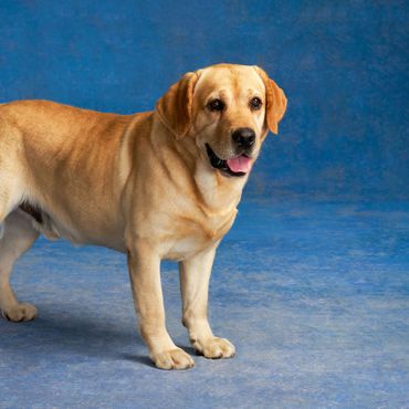 Lebensretter: Hund rettet mit seinem Geruchssinn das Leben seiner Besitzerin