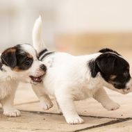Hunde-Brüder landen gemeinsam im Tierheim – und trösten sich durch "Pfötchenhalten"