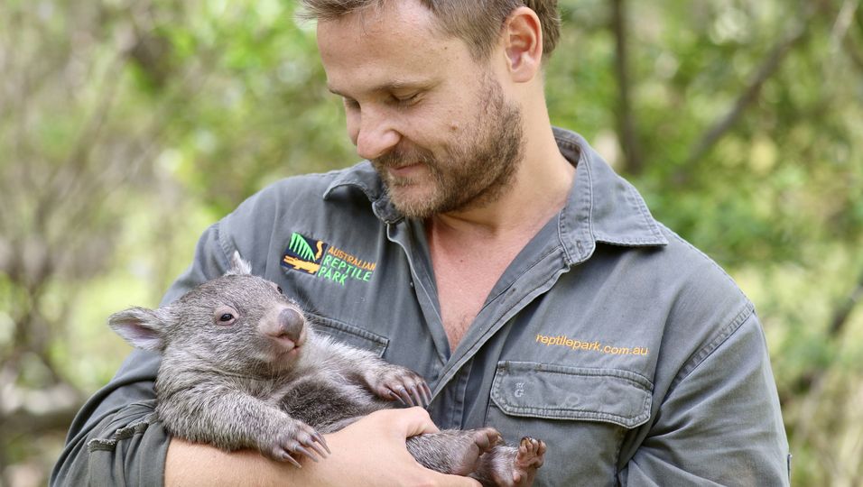 Neues Zuhause für Poppy : Wombat-Baby findet in Tierpfleger neue Mutter