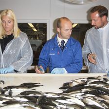 In Moersvikbotn impfte das Kronprinzenpaar fließig Fische. 