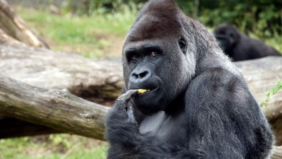 Tierpflegerin besucht mit ihrem Baby den Zoo – die Reaktion einer Gorilla-Dame ist rührend
