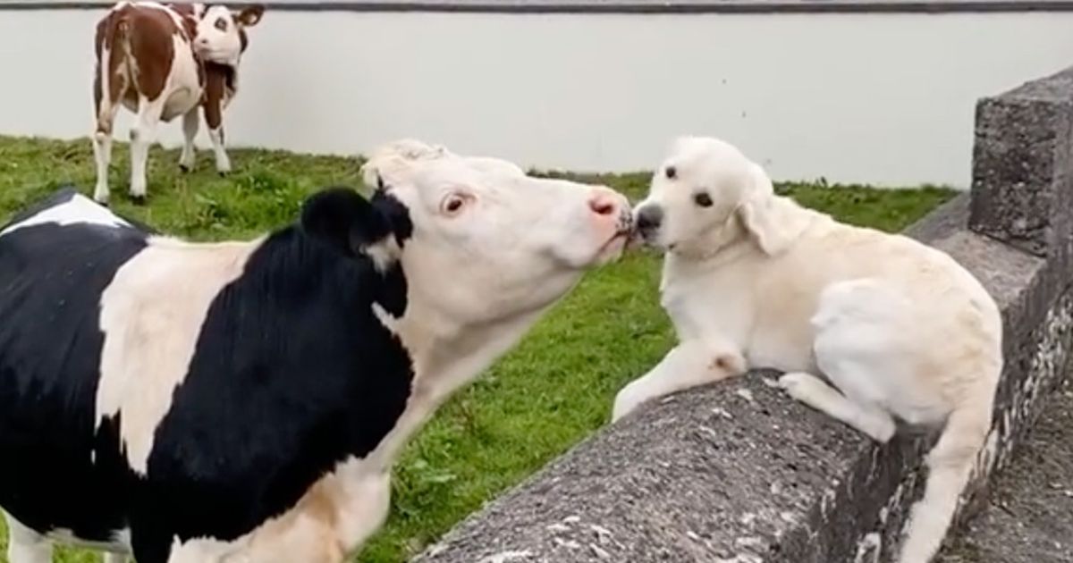 Herzerwärmendes Video: Golden Retriever und Kuh sehen sich nach 3 Monaten wieder