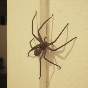 Spinne an einer Wand