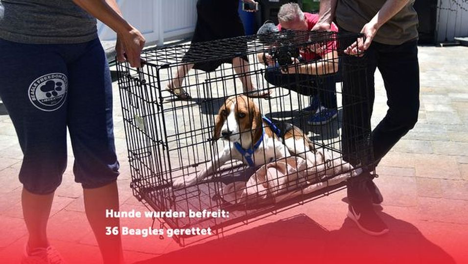 Zweite Chance auf Leben: 36 Beagles aus illegalem Forschungslabor gerettet