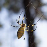 Sie kann sogar fliegen! Gigantische Joro-Spinne versetzt die USA in Panik