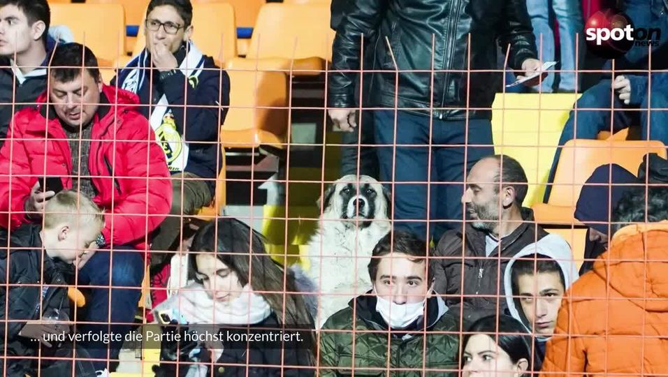 Sportfoto des Jahres? Hund genießt Deutschland-Spiel auf der Tribüne