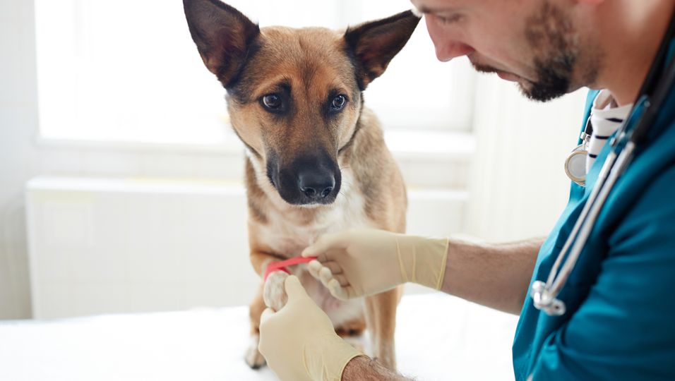 Einfühlsam: Tierarzt gewinnt Herz eines verängstigten Hundes in Minuten