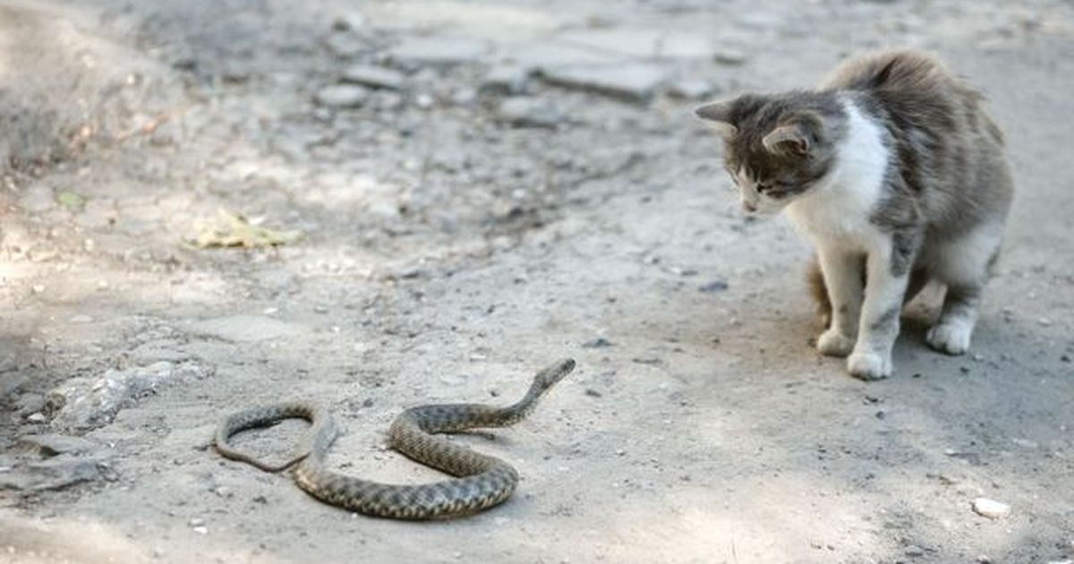 Spektakuläre Tierrettung: Passantin befreit Katze aus dem Würgegriff einer Python-Schlange