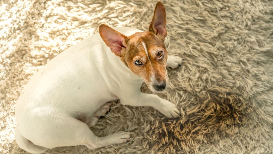 Hund neben Urinfleck auf dem Teppich