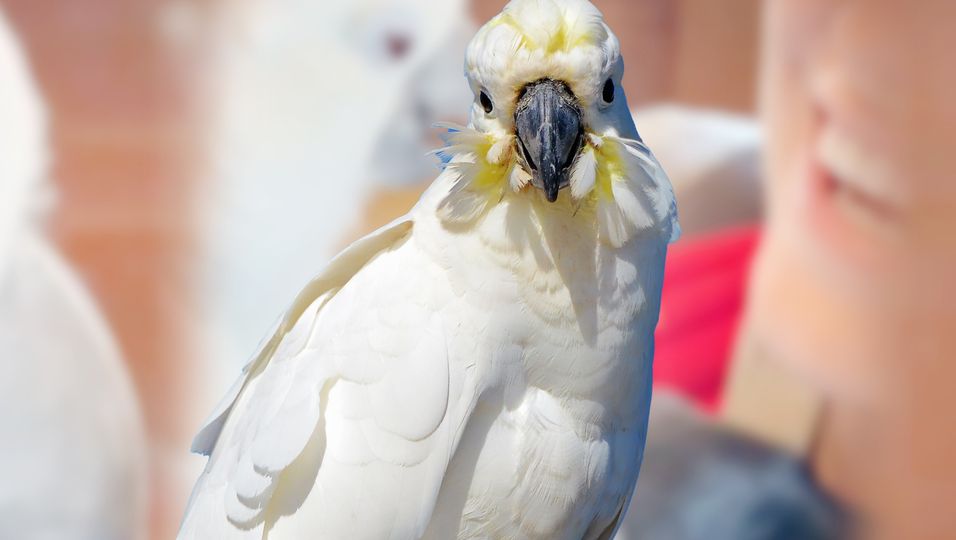 "I love you": Papagei streichelt Welpen"bruder" und erklärt ihm seine Liebe