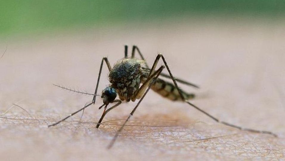 Stiche vermeiden Einfaches Hausmittel fängt Mücken BUNTE.de