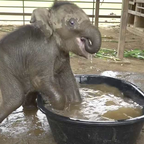 Bezaubernde Reaktion - Erstes Bad vom frechen Elefantenbaby lässt Herzen höher schlagen