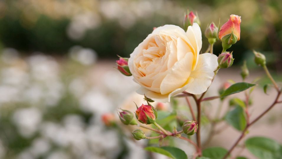 Rosen pflanzen So geht es richtig BUNTE.de