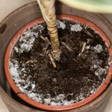 Hilft sofort: Simples Hausmittel entfernt Schimmel auf Zimmerpflanzen