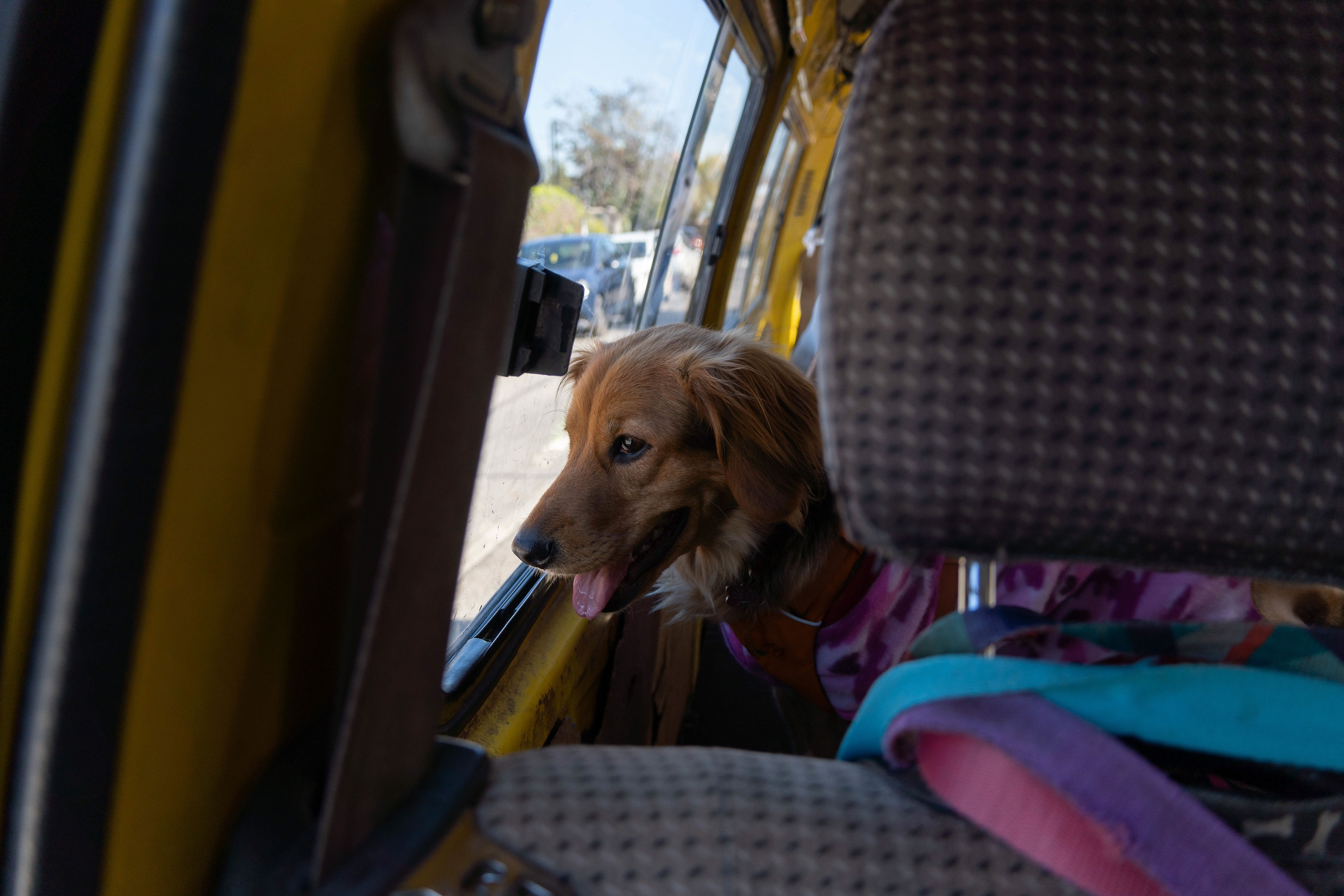 Niedliche Bilder aus Santiago: Los geht's! Hunde fahren mit dem Bus zur Hundeschule