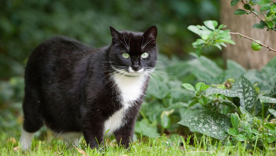 Damit Katzen unbeschadet auf Streifzug gehen können, sollten Halter im Garten einige gefährliche Stellen absichern.