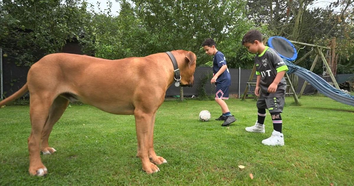 Martin Rütter: Der "Hundeprofi" ist schockiert: Kind soll sich gegen 55-Kilo-Hund durchsetzen