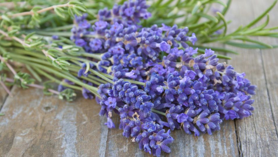 Gourmet - Lavendel: Vielseitiges und blumiges Gewürz