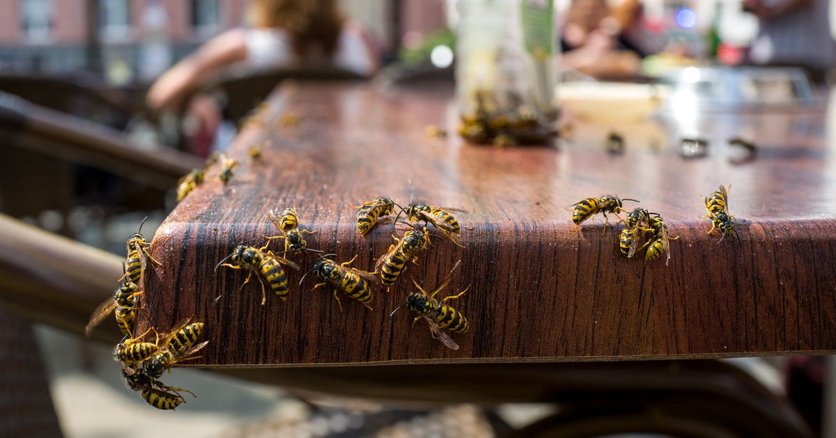 Lästige Insekten Mit zwei Tricks vertreibst du Wespen von deiner Terrasse