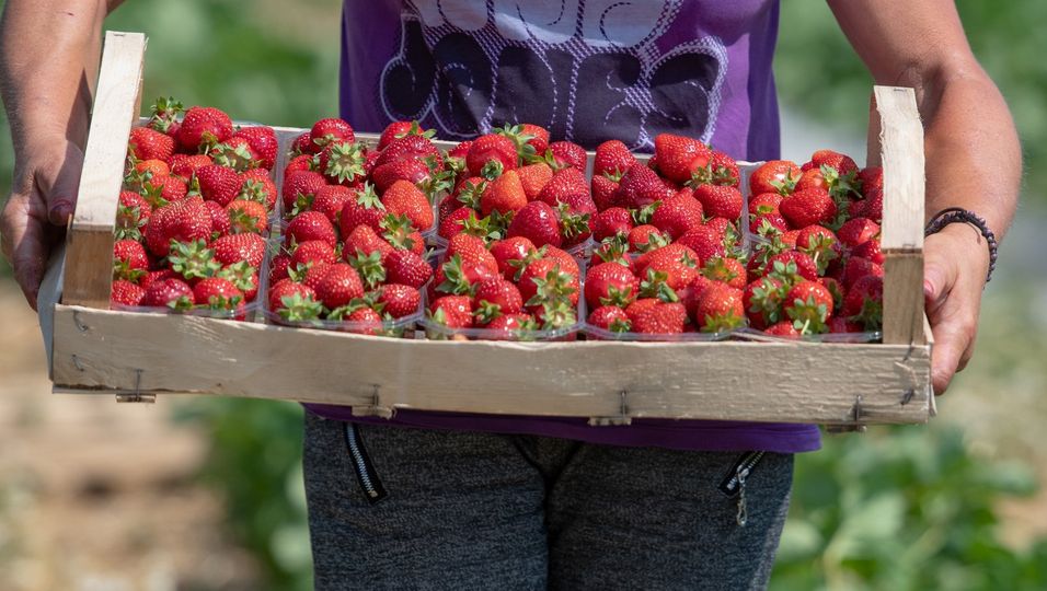 Ungewöhnliche Kombi: Balsamico-Essig bringt die Süße der Erdbeeren stärker hervor.
