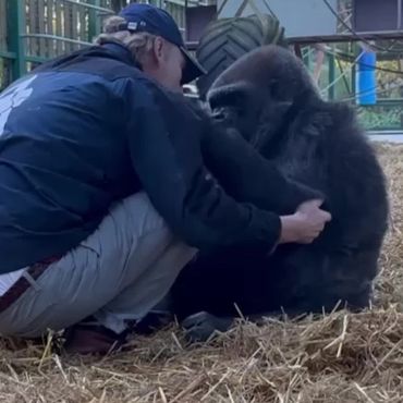 Gorilladame nimmt Tierpfleger in den Arm