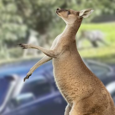 Gefährlicher Kampf, gutes Ende: Als sein Hund von einem Känguru angegriffen wird, greift Besitzer Cliff sofort ein