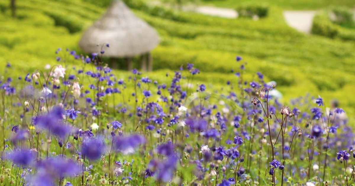 Gärten in Cornwall Entdecken Sie die schönsten Gartenanlagen BUNTE.de