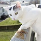 Katzte auf Balkon