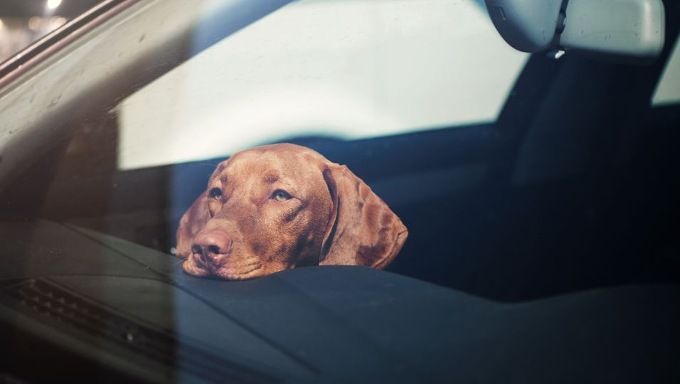 Besitzer lässt Hund im Auto zurück – er habe "schlicht vergessen", die Fenster zu öffnen