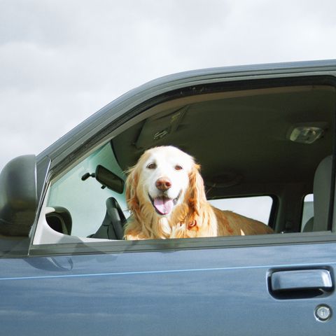 Golden Retriever wartet im Auto auf Besitzerin - und scheint sie direkt zu vermissen