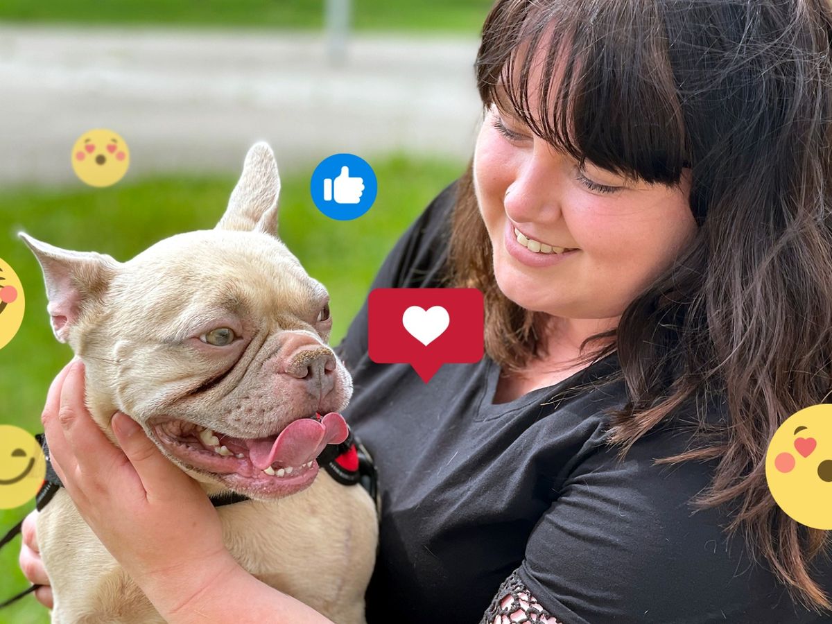 happy end fur herkules krebskranker hund findet ein neues liebevolles zuhause bunte de