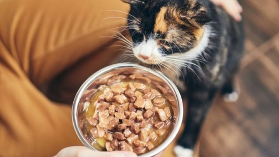 Katzen richtig füttern: So bleibt Ihr Haustier gesund