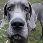 „Größter Hund der Welt“: Zeus verschlingt täglich zwölf Näpfe Trockenfutter