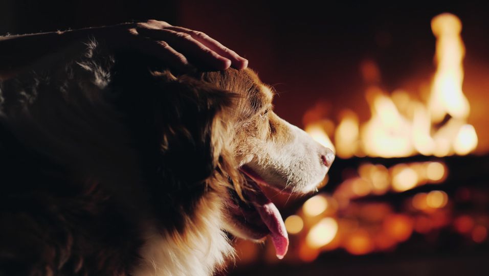 Buschbrände zerstörten alles – doch Hund findet Lieblingsspielzeug wieder
